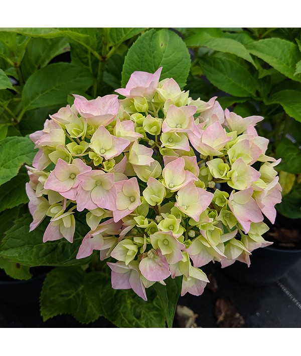Hydrangea macrophylla Generale Vicomtesse de Vibraye (3lt) Hydrangea macrophylla Generale Vicomtesse de Vibraye (3lt)