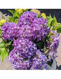 Hydrangea macrophylla Hi Ocean Blue (5lt) Hydrangea macrophylla Hi Ocean Blue (5lt)