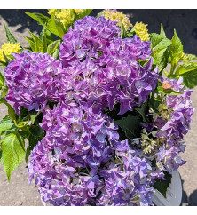 Hydrangea macrophylla Hi Ocean Blue (5lt) Hydrangea macrophylla Hi Ocean Blue (5lt)