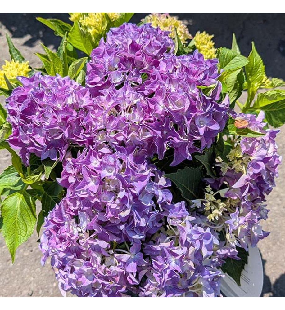 Hydrangea macrophylla Hi Ocean Blue (5lt)