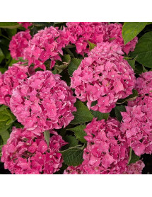 Hydrangea macrophylla Hi Ocean Pink (5lt) Hydrangea macrophylla Hi Ocean Pink (5lt)