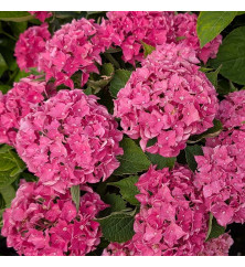 Hydrangea macrophylla Hi Ocean Pink (5lt) Hydrangea macrophylla Hi Ocean Pink (5lt)