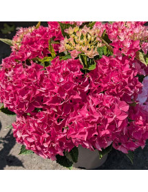 Hydrangea macrophylla Hi Ocean Pink (5lt)