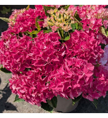 Hydrangea macrophylla Hi Ocean Pink (5lt)