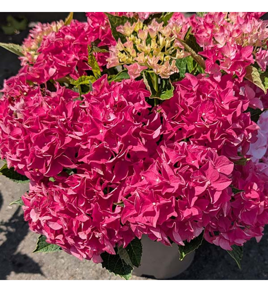 Hydrangea macrophylla Hi Ocean Pink (5lt)