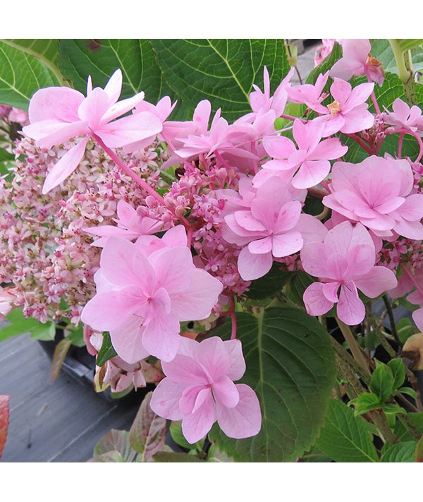 Hydrangea macrophylla Izu-no-hana (3lt) Hydrangea macrophylla Izu-no-hana (3lt)