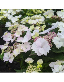 Hydrangea macrophylla Koria (4lt) Hydrangea macrophylla Koria (4lt)