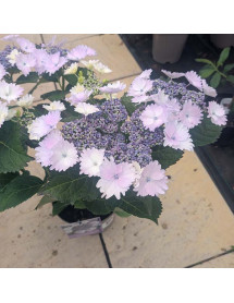 Hydrangea macrophylla Koria (4lt)