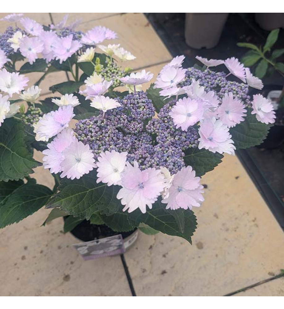 Hydrangea macrophylla Koria (4lt)