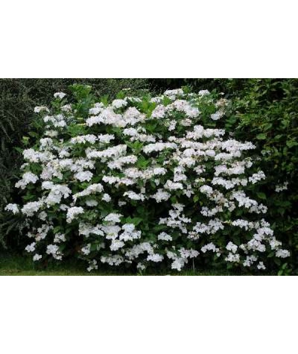 Hydrangea macrophylla Lanarth White (3lt)