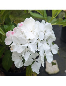 Hydrangea macrophylla Magical Anouk (3lt)