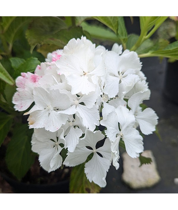 Hydrangea macrophylla Magical Anouk (5lt)