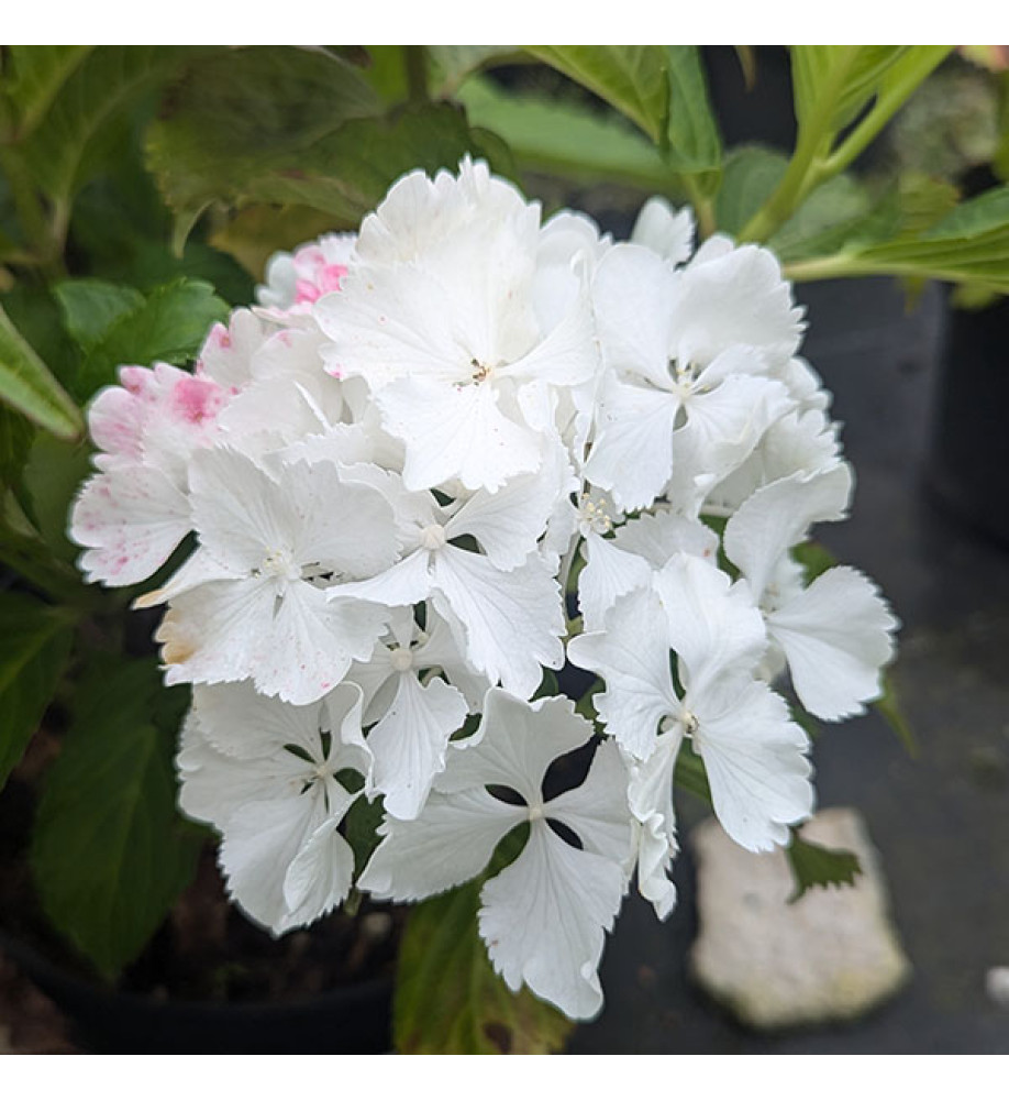 Hydrangea macrophylla Magical Anouk (3lt)