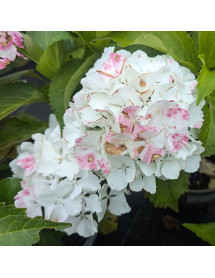 Hydrangea macrophylla Magical Anouk (3lt)
