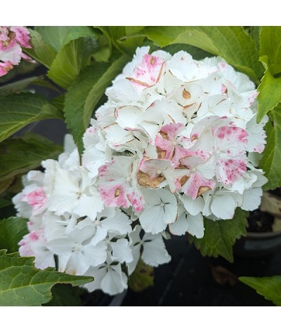 Hydrangea macrophylla Magical Anouk (5lt)