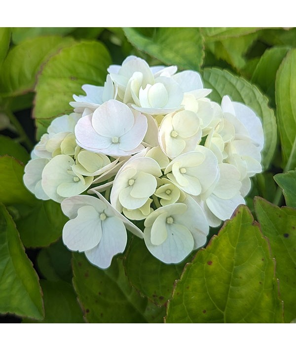 Hydrangea macrophylla Magical Blossom (3lt)