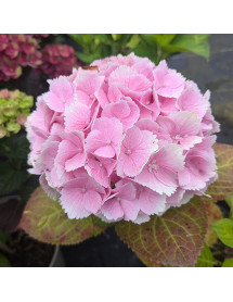 Hydrangea macrophylla Magical Canzone (3lt)