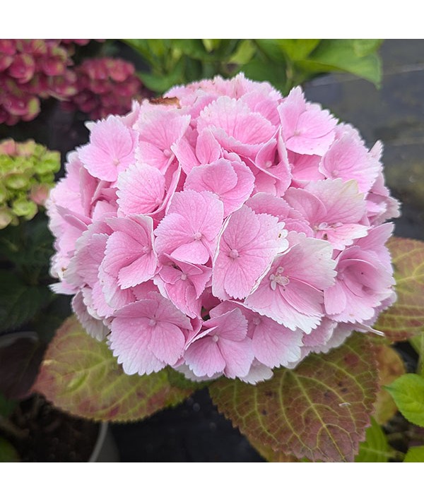 Hydrangea macrophylla Magical Canzone (3lt)