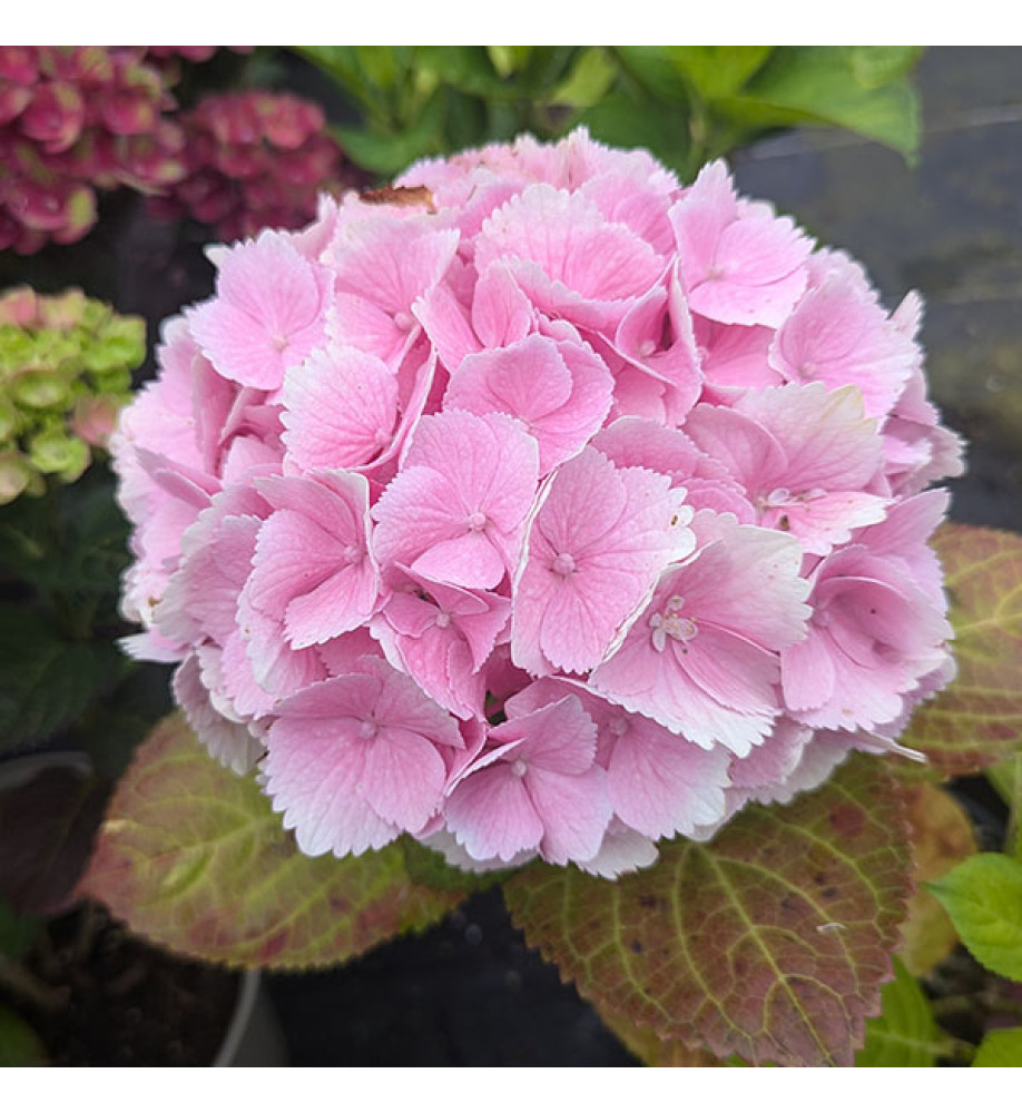 Hydrangea macrophylla Magical Canzone (3lt)