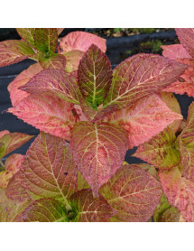 Hydrangea macrophylla Magical Rhapsody (5lt)
