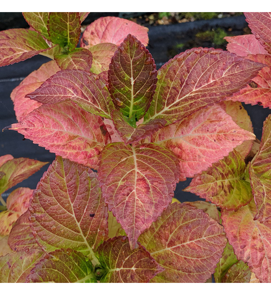 Hydrangea macrophylla Magical Rhapsody (5lt)