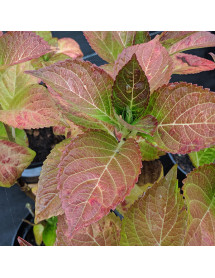 Hydrangea macrophylla Magical Rhapsody (5lt)
