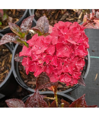 Hydrangea macrophylla Magical Ruby Red (3lt)
