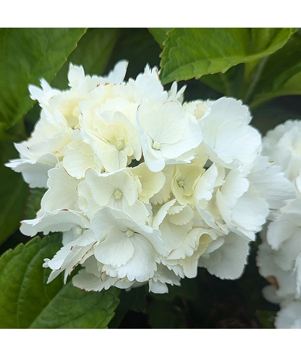 Hydrangea macrophylla Magical Snowflake (3lt)