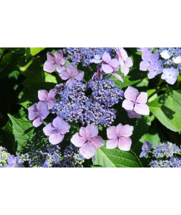 Hydrangea macrophylla Mariesii Perfecta (Blue Wave) (3lt)