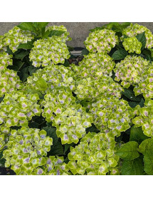 Hydrangea macrophylla Mira Blue (4.5lt)