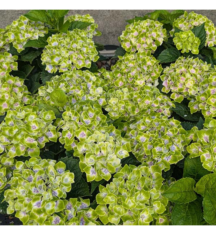 Hydrangea macrophylla Mira Blue (4.5lt)