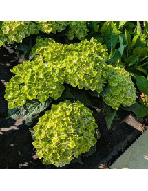 Hydrangea macrophylla Mira Blue (4.5lt) Hydrangea macrophylla Mira Blue (4.5lt)