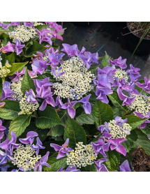 Hydrangea macrophylla Nizza Blue (5lt)