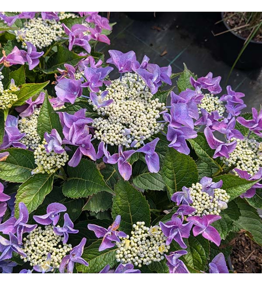 Hydrangea macrophylla Nizza Blue (5lt)