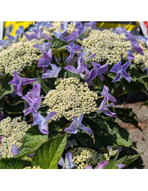 Hydrangea macrophylla Nizza Blue (5lt) Hydrangea macrophylla Nizza Blue (5lt)