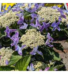 Hydrangea macrophylla Nizza Blue (5lt) Hydrangea macrophylla Nizza Blue (5lt)