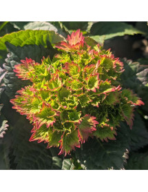 Hydrangea macrophylla Royalty Wizard (3lt)