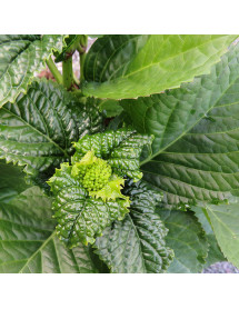 Hydrangea macrophylla Taube (2lt)