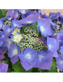 Hydrangea macrophylla Taube (2lt)