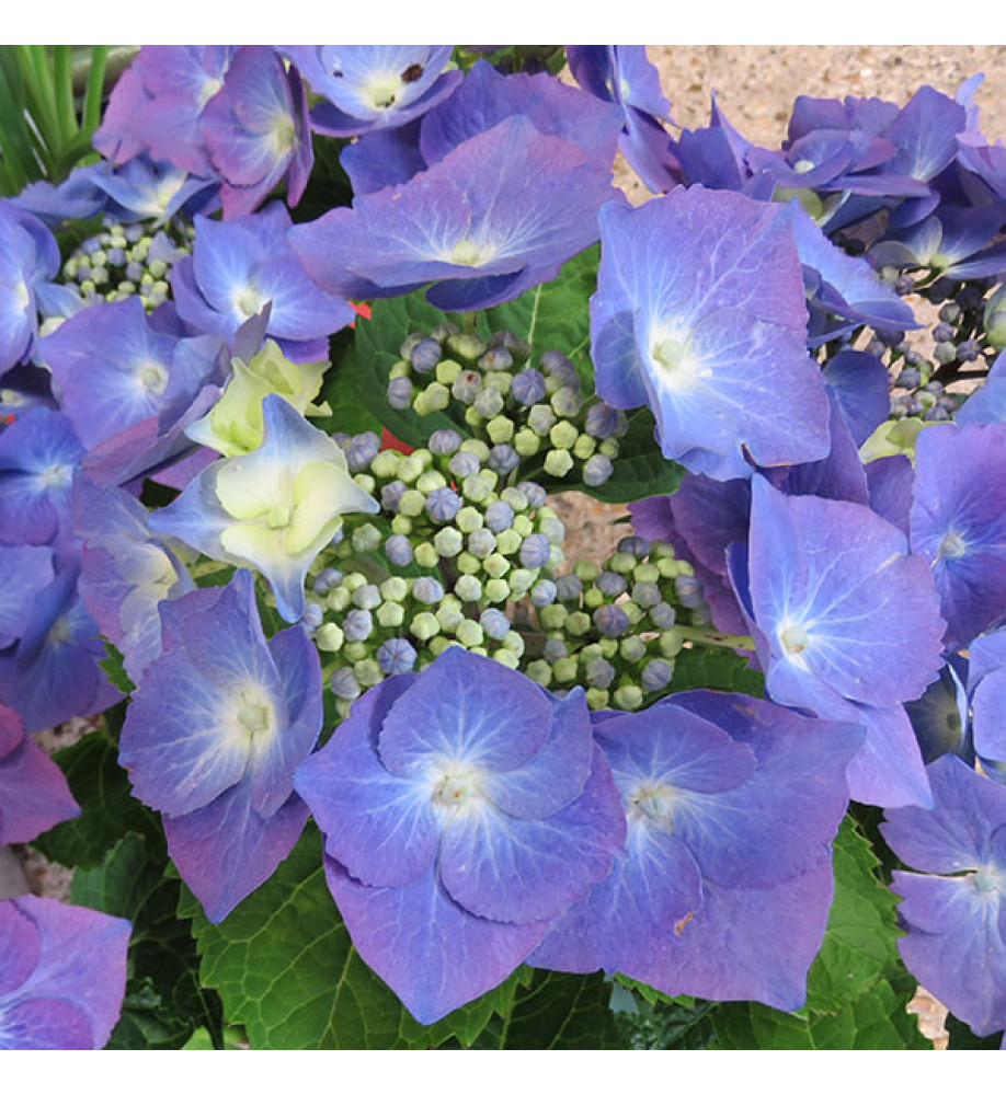 Hydrangea macrophylla Taube (2lt)