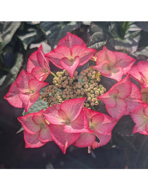 Hydrangea macrophylla Tiffany Pink (3lt)