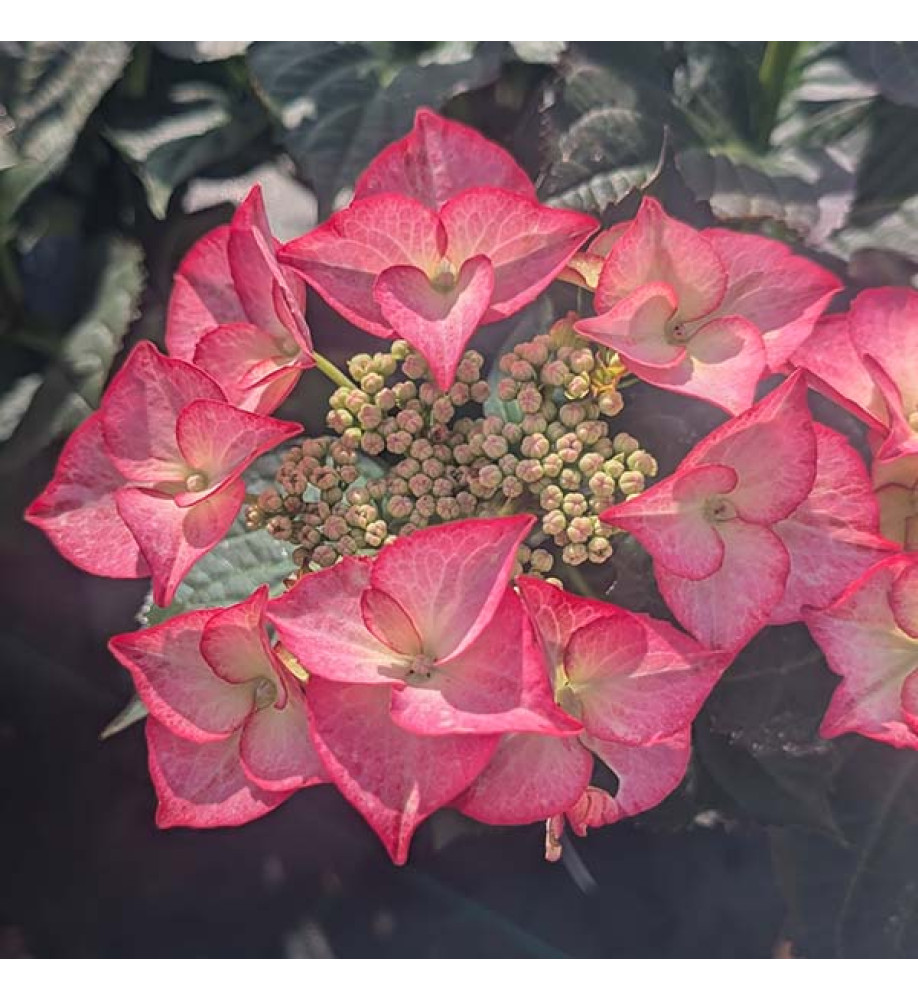 Hydrangea macrophylla Tiffany Pink (3lt)