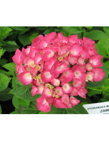 Hydrangea macrophylla Zambia (5lt)