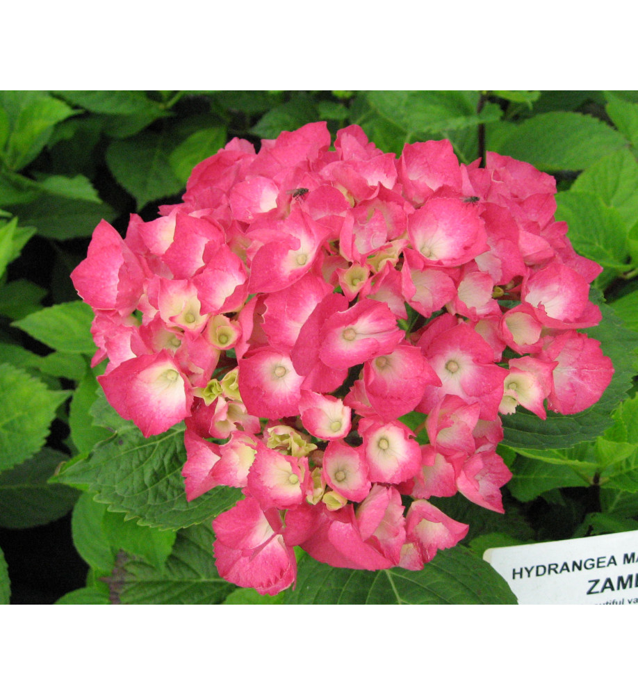 Hydrangea macrophylla Zambia (5lt)