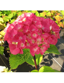 Hydrangea macrophylla Zambia (5lt)