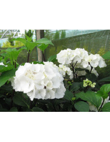 Hydrangea macrophylla Zebra (5lt)