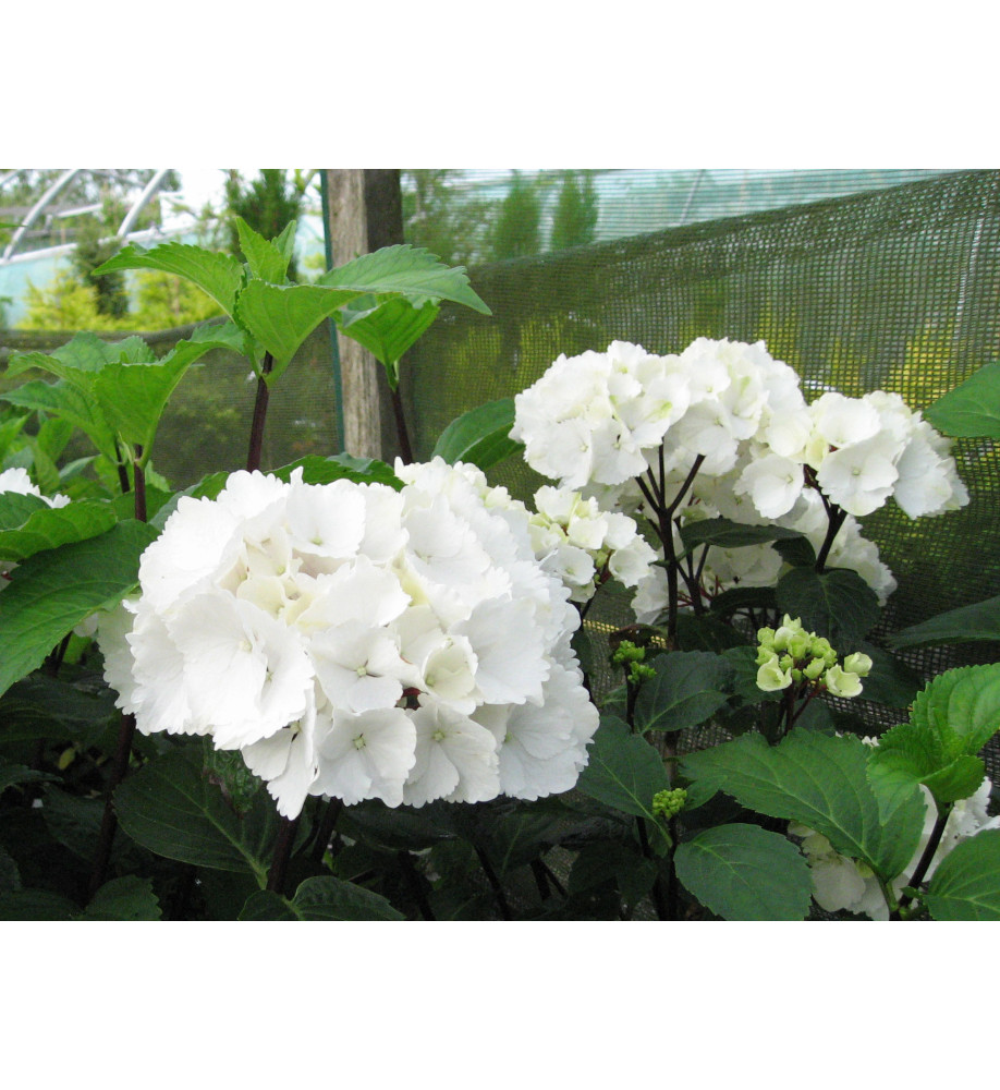 Hydrangea macrophylla Zebra (5lt)