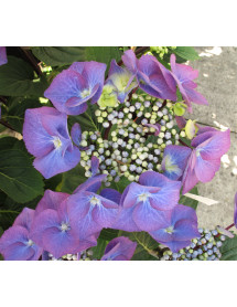 Hydrangea macrophylla Zorro (5lt)