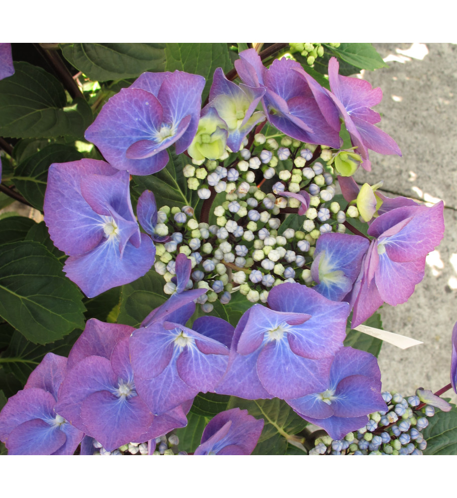 Hydrangea macrophylla Zorro (5lt)