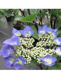 Hydrangea macrophylla Zorro (5lt)